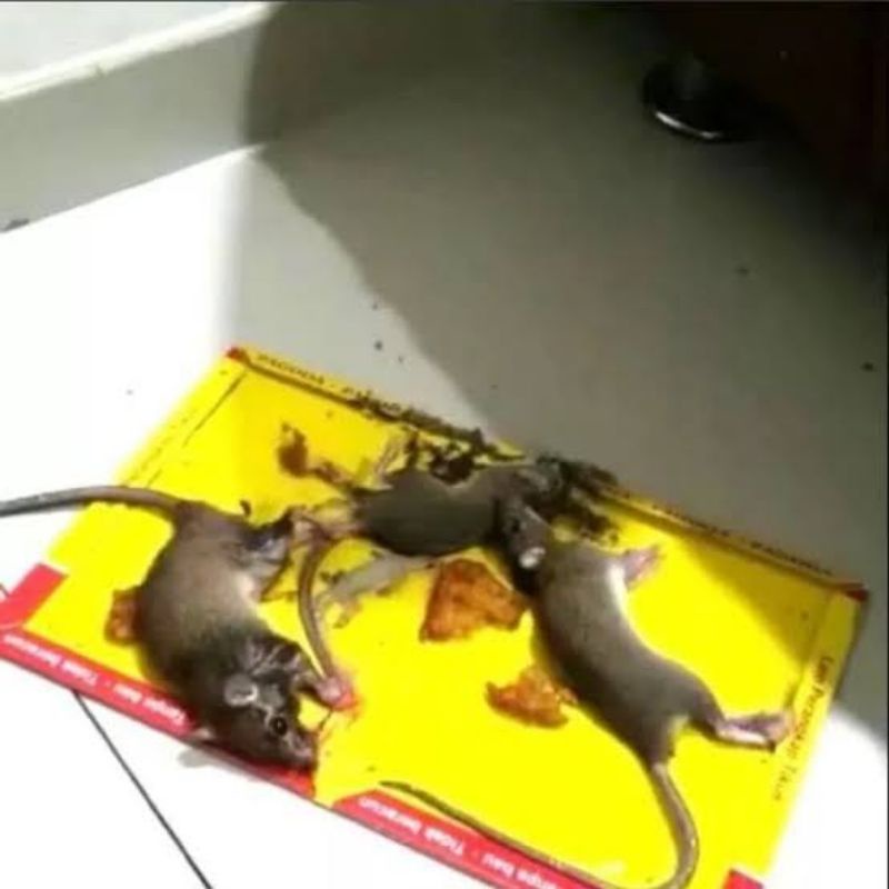 Lem Perangkap Tikus Winpu/Perangkap Tikus/Jebakan Tikus