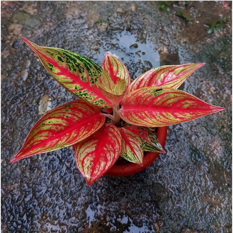 aglonema legacy merah - bunga aglonema legacy merah - tanaman hias aglonema legacy mutasi - bunga ag