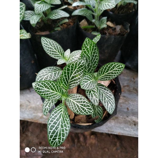 Tanaman gantung episcia mutiara-episcia silver mutiara
