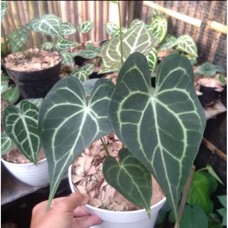 tanaman kuping gajah tarantula