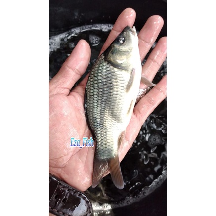 bibit ikan mas konsumsi super size jumbo