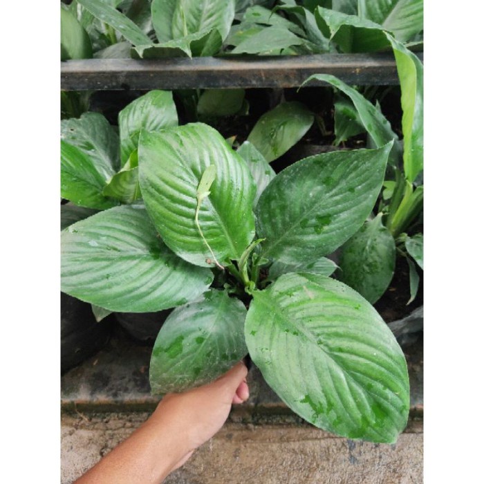 Tanaman Hias Spatufilum / Peace Lily Bangkok Daun Lebar TB