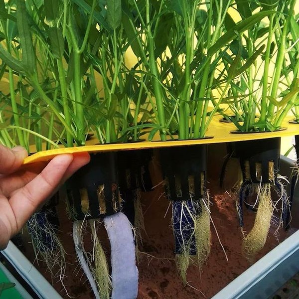 Paket Netpot Rocwool Dan Sumbu Flanel Lengkap Siap Pakai 5pcs PG KDR