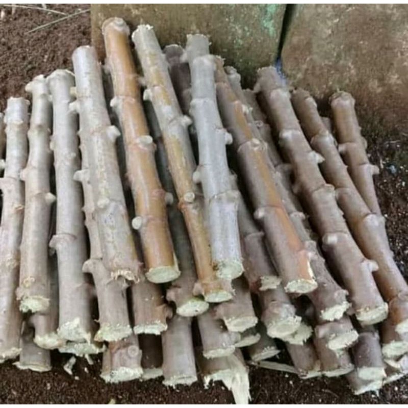 Termurah 25 Bibit Stek Batang Singkong / Bibit Daun Singkong