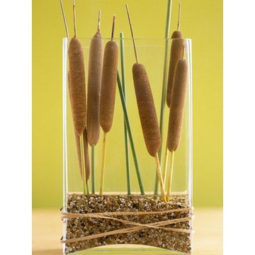 CAT TAIL TYPHA