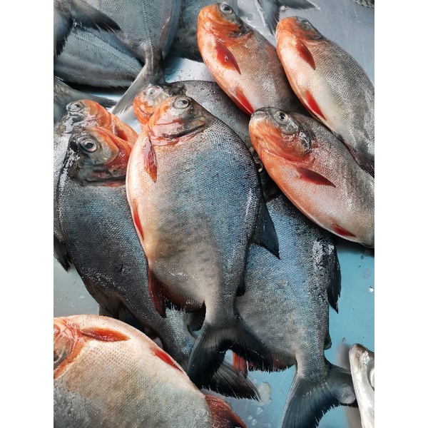 

bawal tawar 500 gram