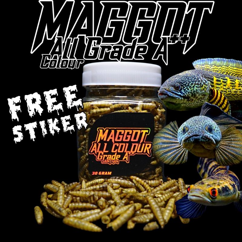Maggot All Colour Grade A++ SaintHan untuk proges bunga Channa maru yellow sentarum ys (Kemasan Baru)