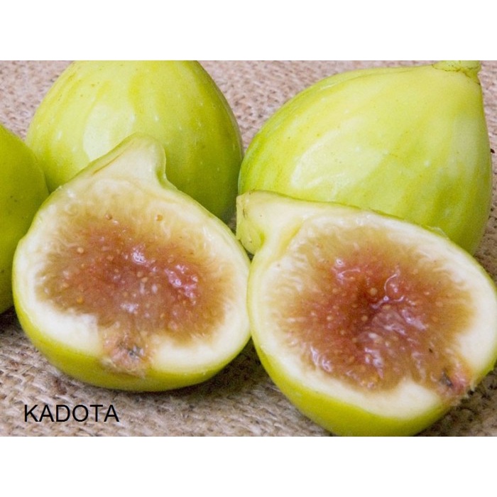 Best Seller Bibit Buah Tin Kadota Buah Ara Kadota