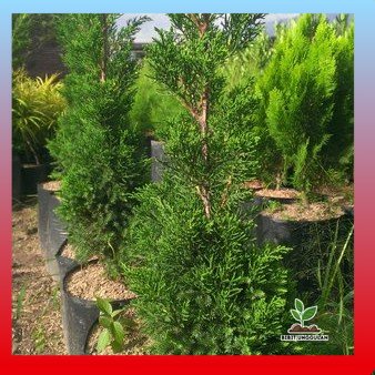 Bibit Tanaman Cemara Wangi - Cemara Renthes pohon Natal - Tanaman hias