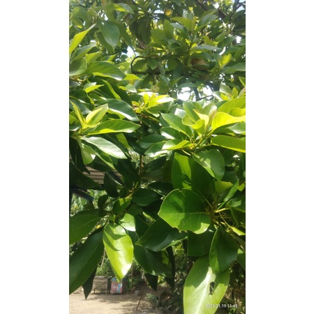 

DAUN ALPUKAT ORGANIK