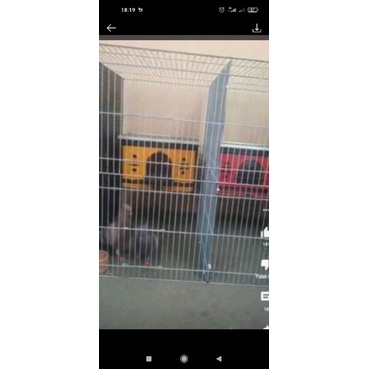 kandang burung dara merpati balap