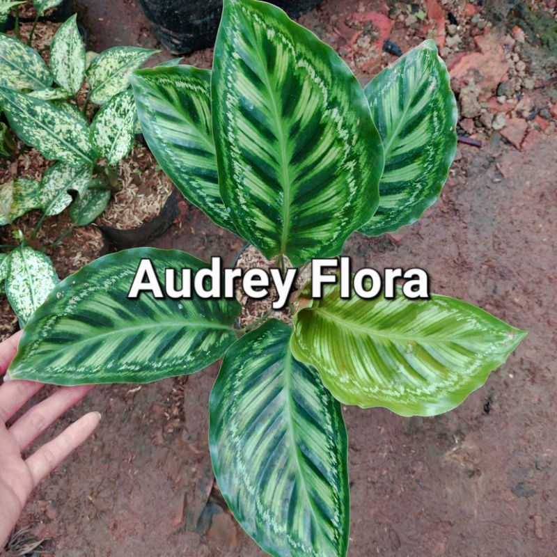 Tanaman Hias Calathea Flamestar - Calathea Murah