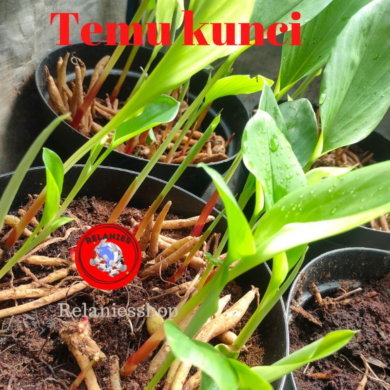 BIBIT TANAMAN TEMU KUNCI HERBAL