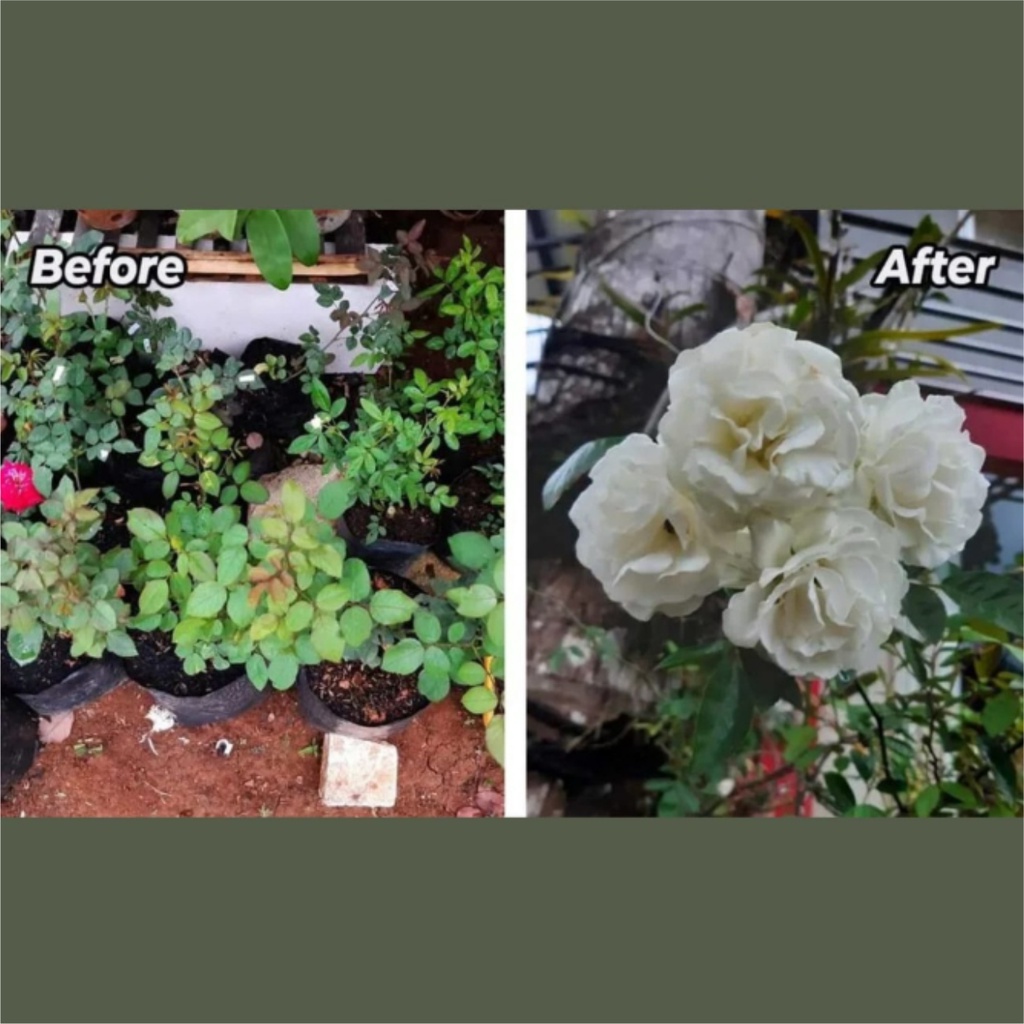 Pupuk Bunga Aglonema Mawar Anggrek Bougenville 250ml | Memicu Pertumbuhan Bunga Serentak