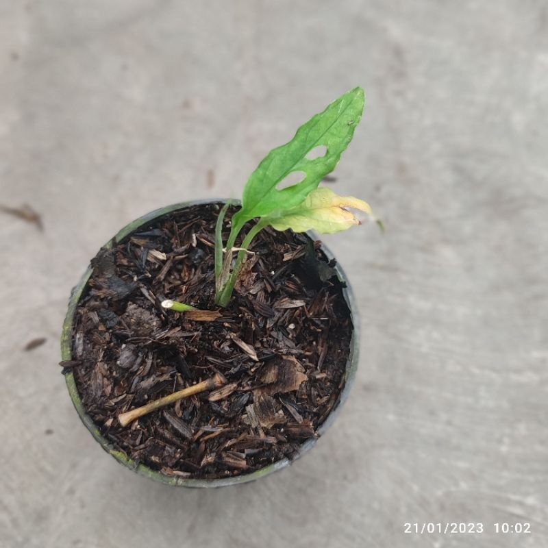 Monstera Obliqua Peru