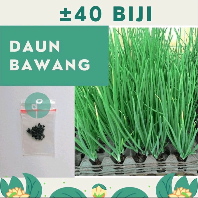 ±40 Biji Benih Bibit Daun Bawang F1 Al-Banjari
