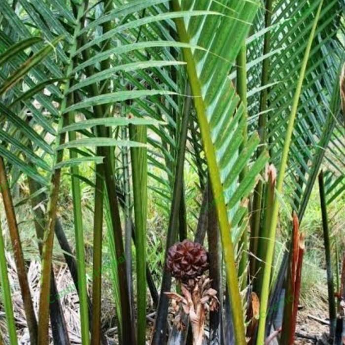 Bibit pohon buah nipah tanaman daon tinggi 20-40 cm tanaman rawa