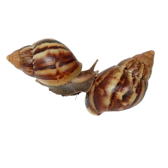 Obat Alami Untuk Kesehatan Kulit | Bekicot Darat Hidup Per Ekor | Keong Racun Fresh Nutrisi Kulit