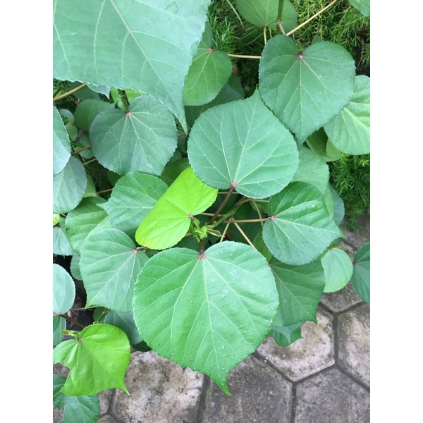 Bibit Bonsai Waru Taiwan