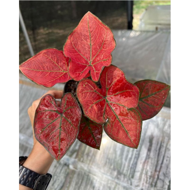 tanaman hias keladi festivia - bunga keladi red arini - tanaman hias hidup - bunga hias keladi murah