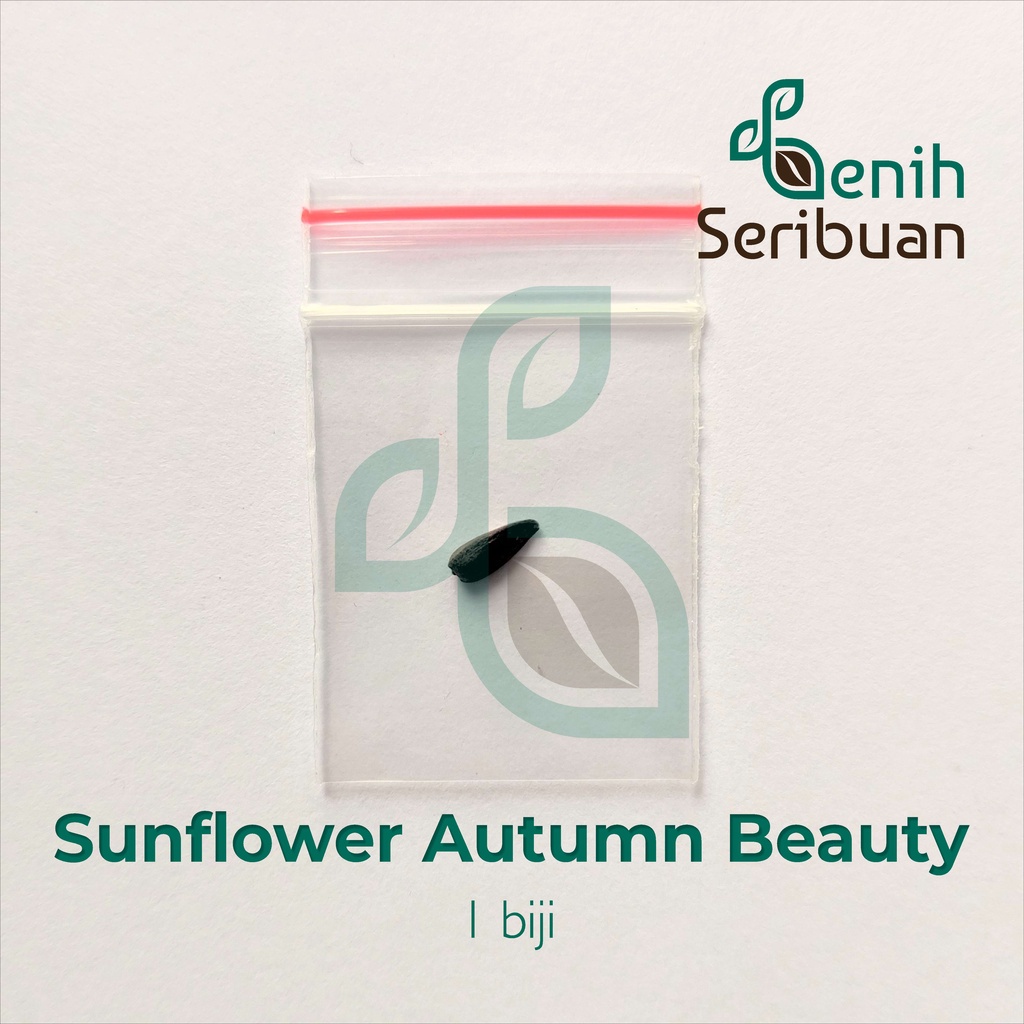 Benih Seribuan - 1 Bibit Bunga Matahari Sunflower Autumn Beauty Unggul