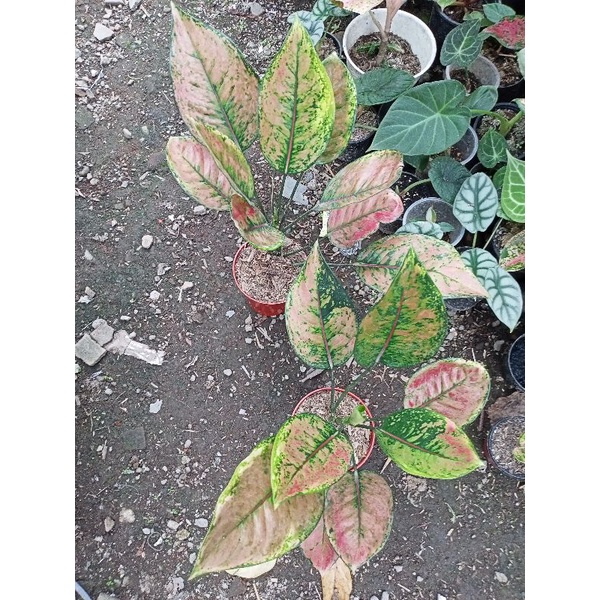 Aglonema Heng Heng Pelangi Rimbun Dewasa Aglaonema