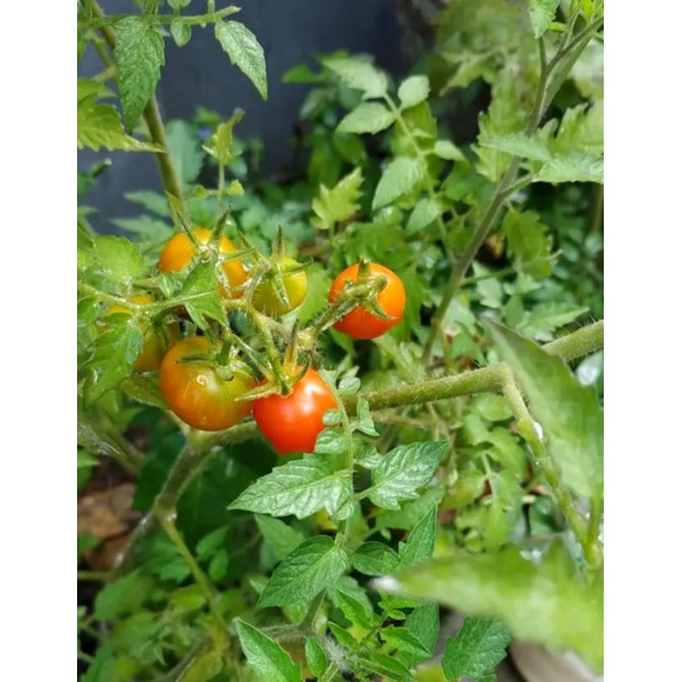 bibit tanaman tomat cherry sweet million