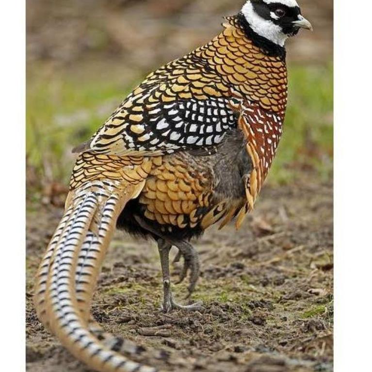 

Kemasan Baru.. TELUR AYAM HIAS RINGNECK REEVES PHEASANT UNTUK DITETASKAN 95