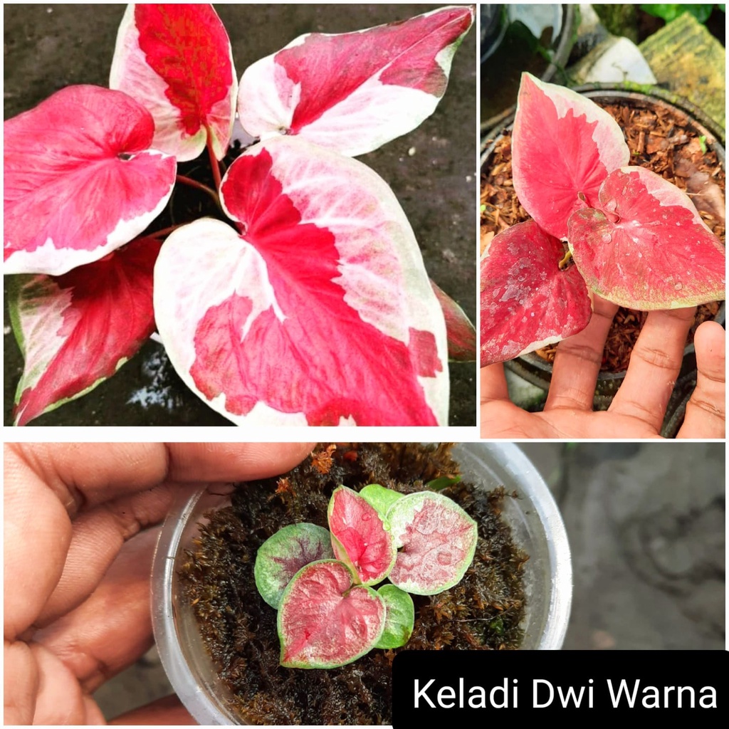 Caladium dwi warna / bunga caladium dwi warna /  Tanaman Hias Hidup / Tanaman Hias Murah Meriah/ Tan