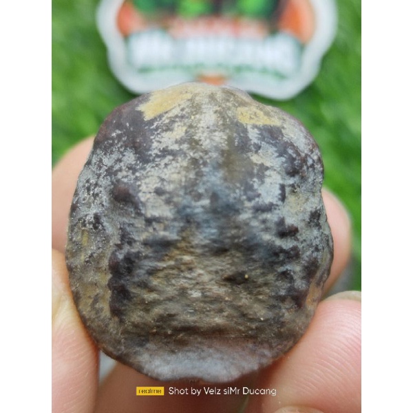 MUNCANG ADU YANTI ERUS  (ANK LILIS) RAJA BATOK