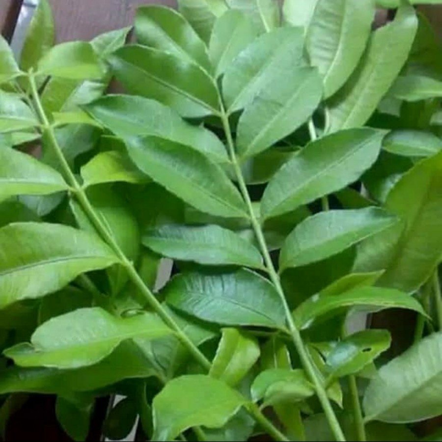 

Daun Kedondong Muda Segar Fresh berat 100g