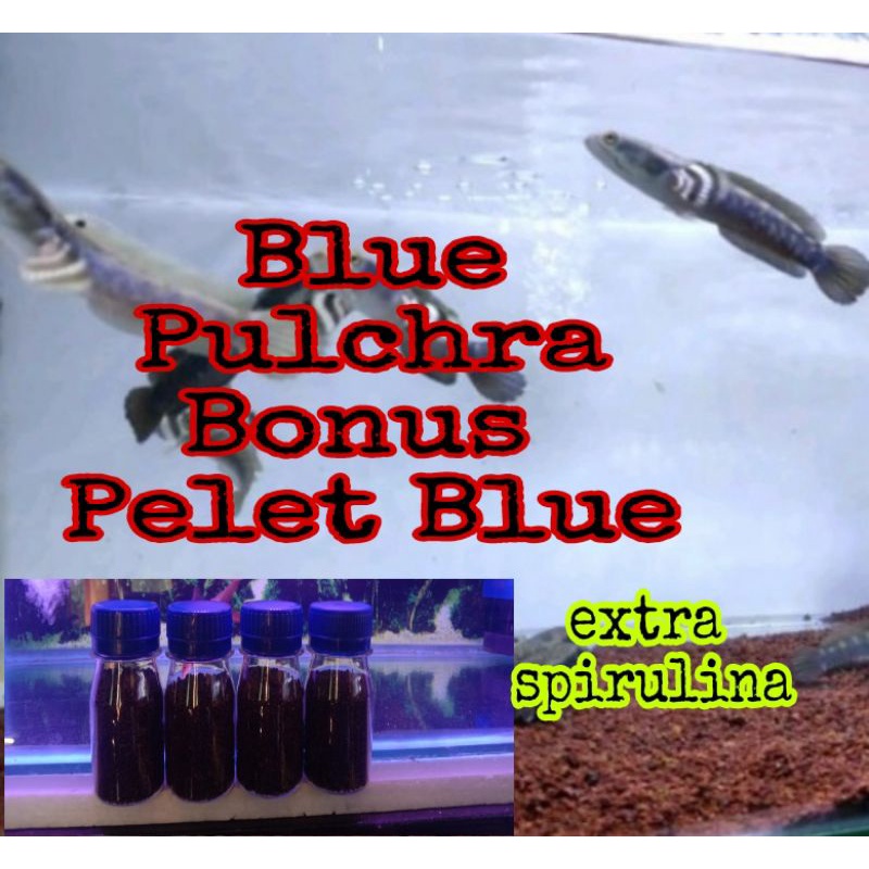 Channa blue pulchra Bonus pelet extra blue(extra spriluna )