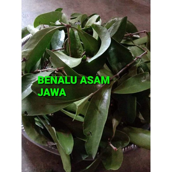 

DAUN BENALU ASAM JAWA KERING 500 GRAM