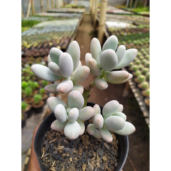 Sukulen Oviferum Moonstone (Bonsay) | kaktus dan sukulen