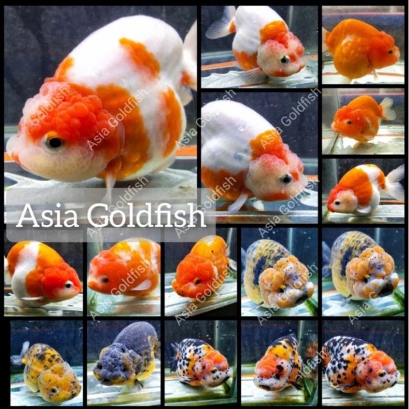 Ranchu Lionchu Buffallo Gen Jumbo High Quality Lucu Gemas