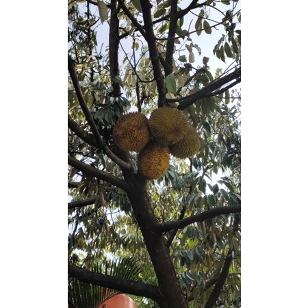 

Durian