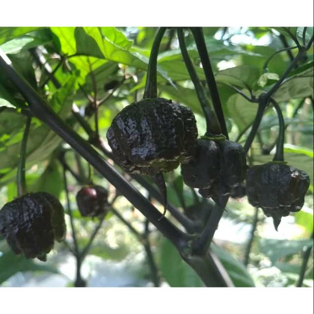 Benih Seribuan - 2 Bibit Cabe Carolina Reaper Ungu Unggul