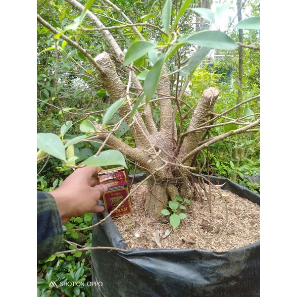 Bahan bonsai kimeng bonggol ukuran besar prospek