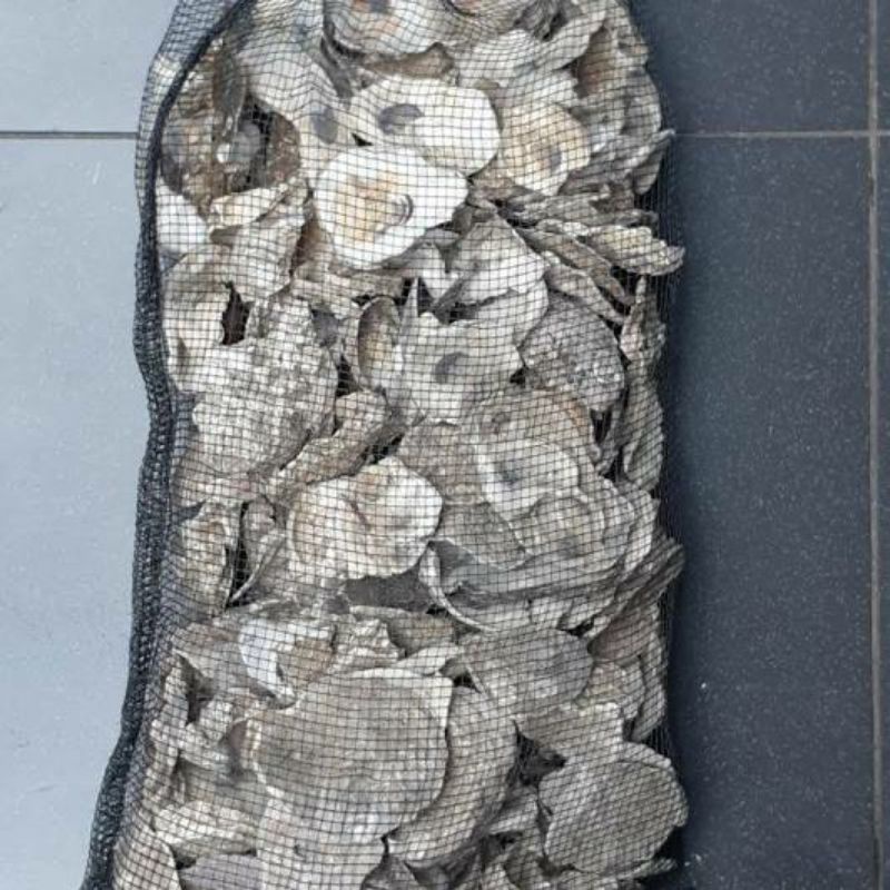 OYSTER SHELL KULIT KERANG PENSTABIL PH AIR MEDIA FILTER KOLAM 1KG + WARING