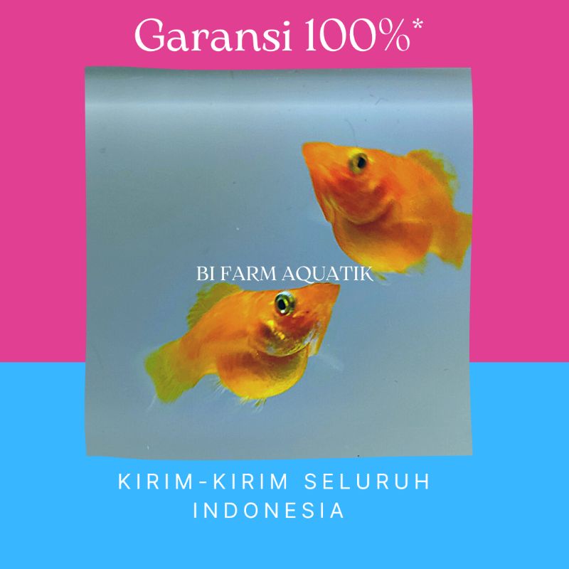 Molly Oren || Molly Balon || Molly Sunkist