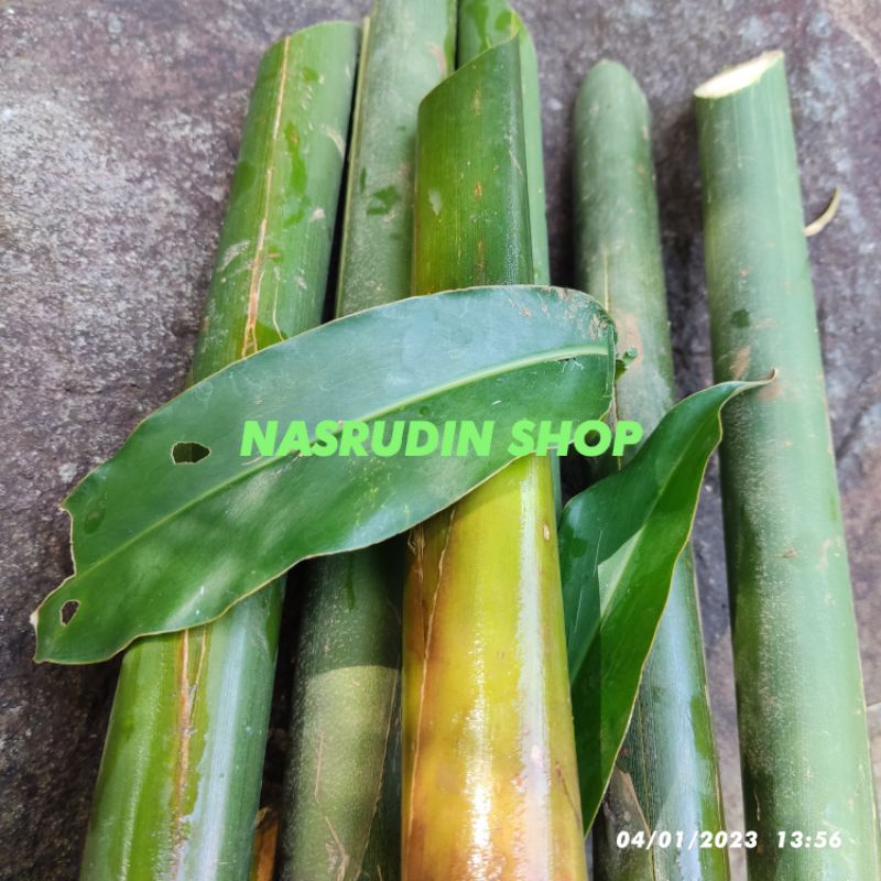 

TEPUS 1KG | UMBI BATANG TEPUS SEGAR