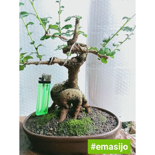 bonsai hokiantea import bahan prospek