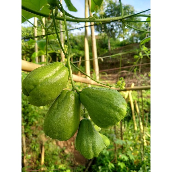 Bibit labu siam anggur,labu baby siap tanam