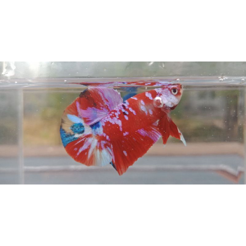 Cupang Plakat Red Koi Galaxy