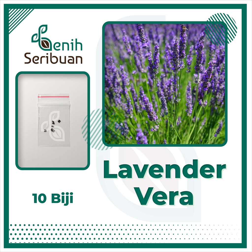 Benih Seribuan - 10 Bibit Bunga Lavender Vera English Unggul