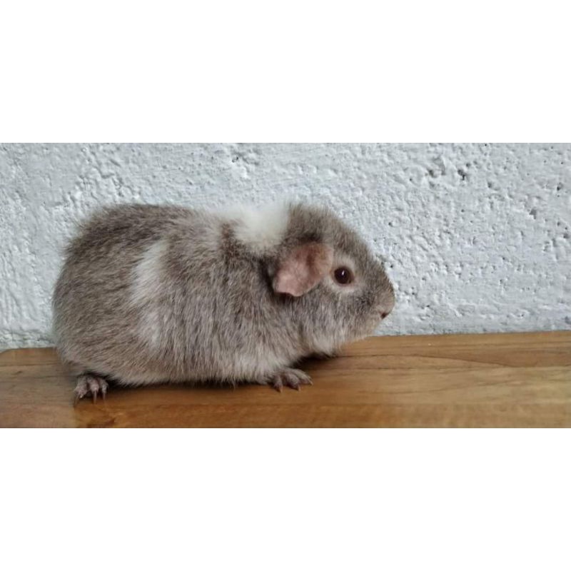 Guinea pig/Marmut import Teddy jantan/boar silver white