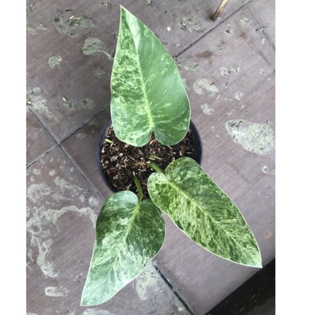 sesuai foto philodendron marble varigata, philo marble varigata, marble var