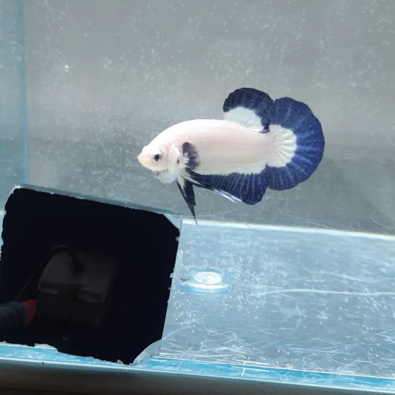 blue rim butterfly/bigcollor