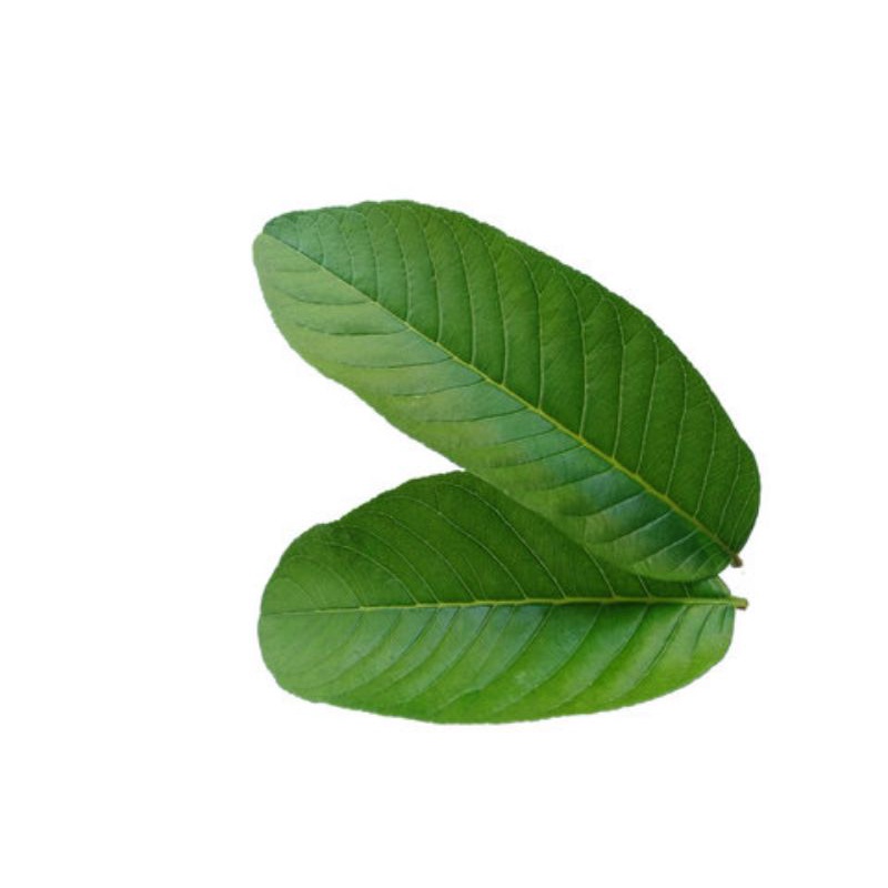 

daun jambu biji segar/Guava Leaf