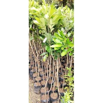 bibit rambutan okulasi bibit ranbutan aceh, rapiah, binjai